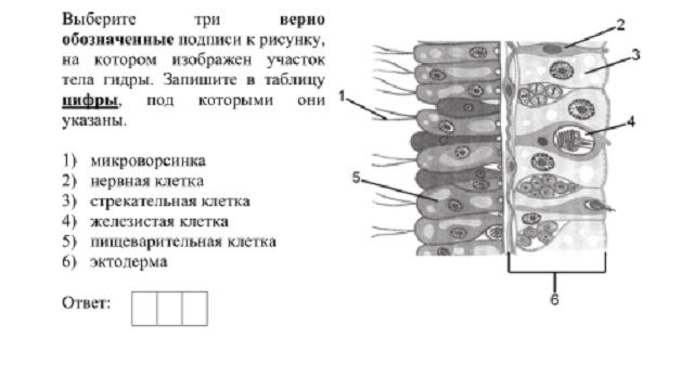 Даркнет зеркало